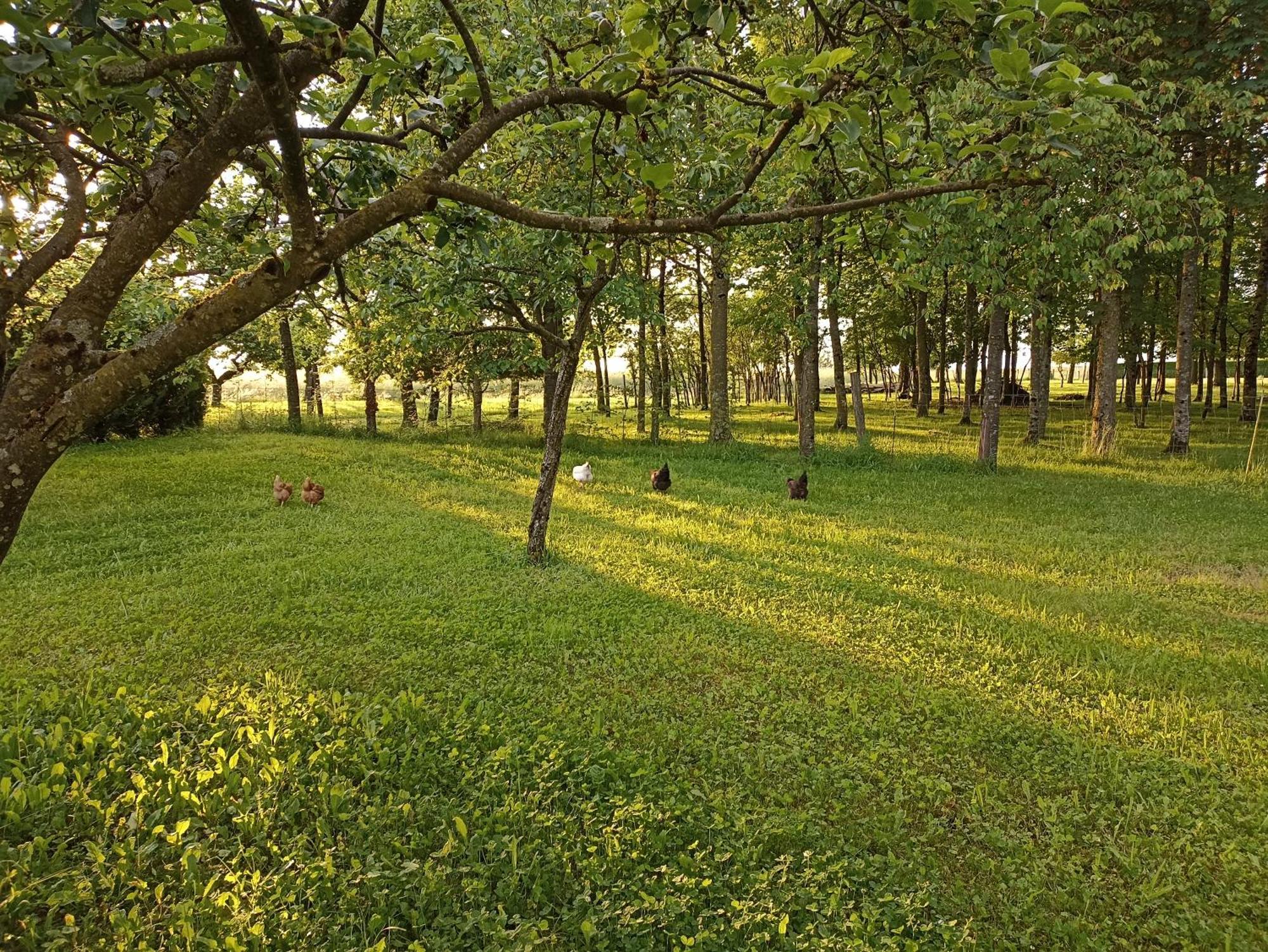 Gite Nature Et Detente Aubréville Kültér fotó